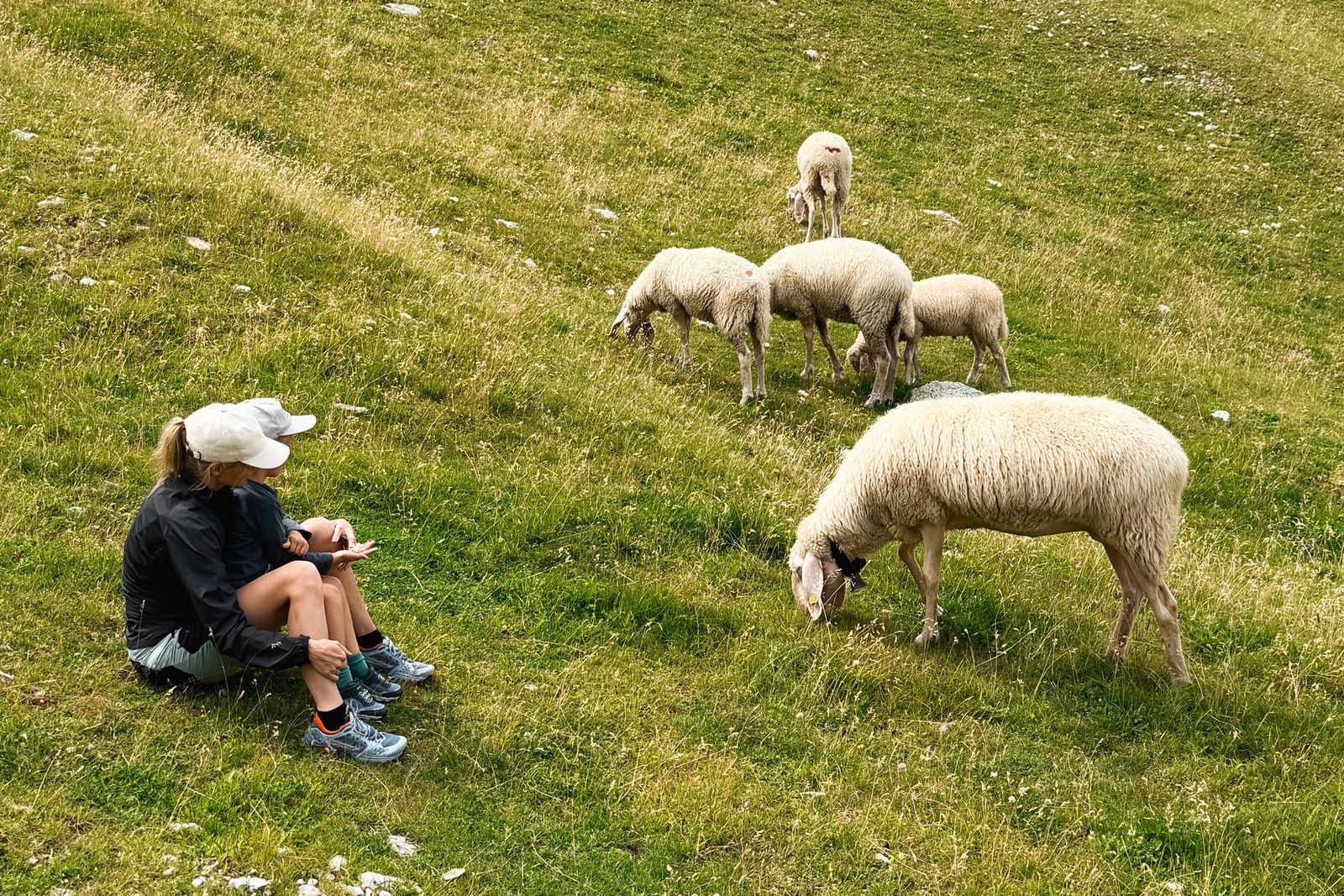 Binia mit Kind auf der Almwiese zwischen grasenden Schafen